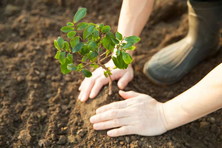 Reforestation