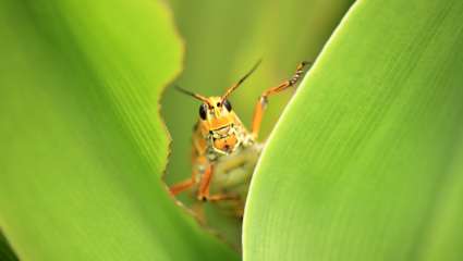 Chasser les insectes avec les huiles essentielles