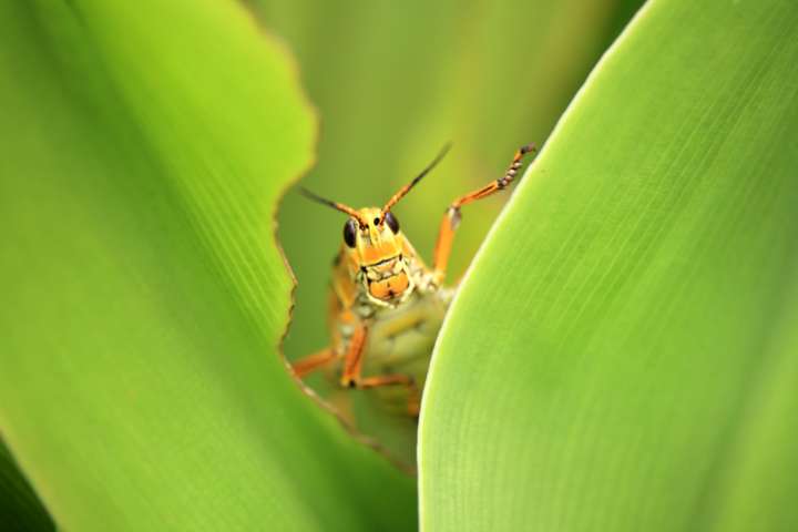 Chasser les insectes avec les huiles essentielles