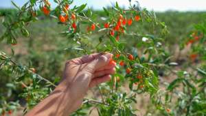 baie de goji