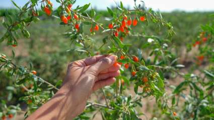 baie de goji