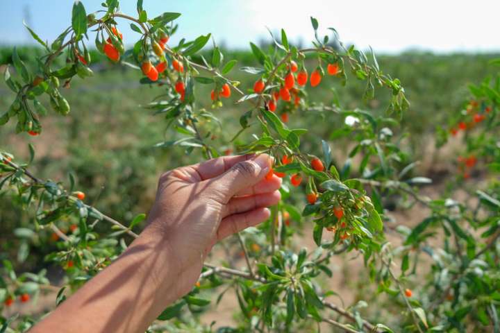 baie de goji