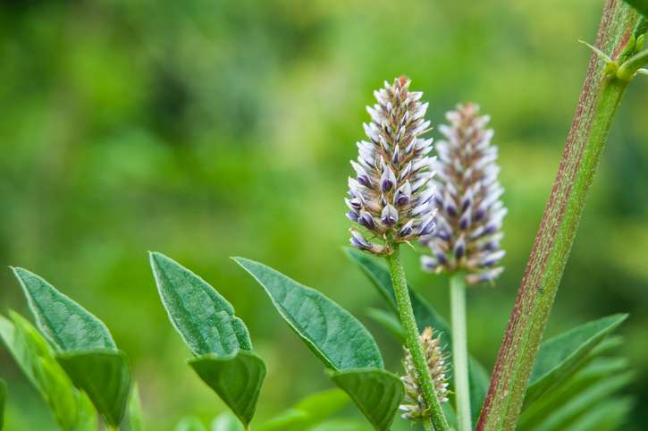 Est-ce Que Langoisse Fait Monter La Tension La réglisse fait monter la tension - Plantes et Santé
