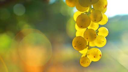 Le raisin protège notre peau du soleil