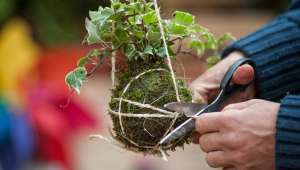 Le kokedama tout un art végétal !