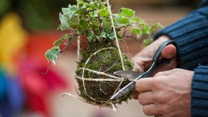 Le kokedama tout un art végétal !