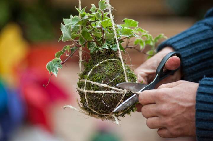 Le kokedama tout un art végétal !