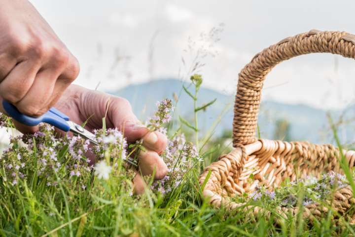 médecine naturelle