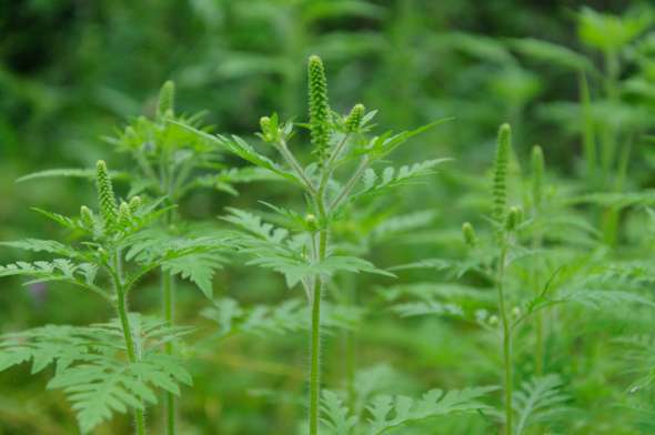 Ambroisie - (Ambrosia Artemisiifolia)