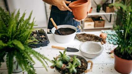 Atelier plantes médicinales