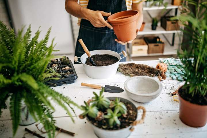 Atelier plantes médicinales