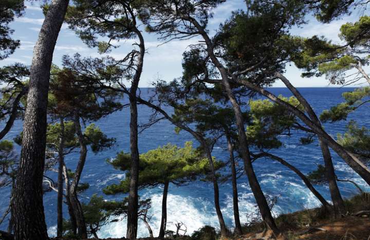 De l'écorce de pin maritime au secours des Covids longs ?