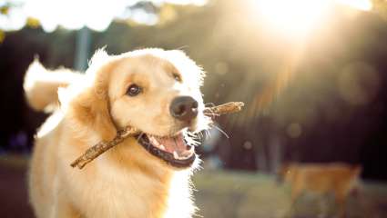 Prendre soin de ses animaux au quotidien