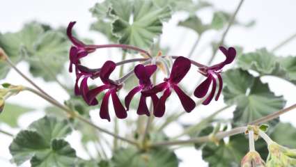 Pelargonium sidoides