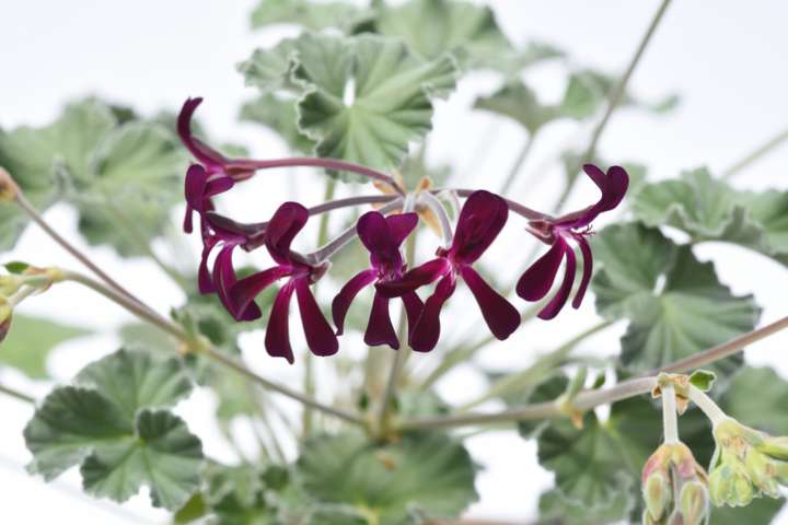 Pelargonium sidoides