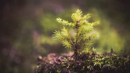 Reforestation : ça marche pour refroidir la planète !