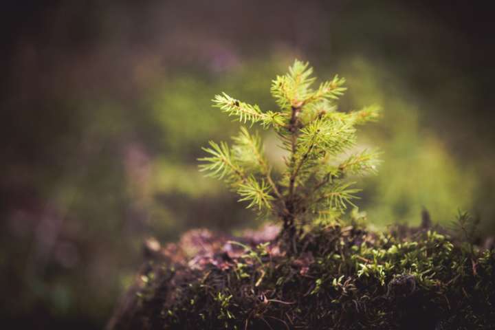 Reforestation : ça marche pour refroidir la planète !