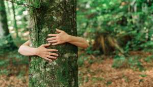 Ressentir l'énergie des arbres avec la sylvothérapie