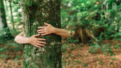 Ressentir l'énergie des arbres avec la sylvothérapie