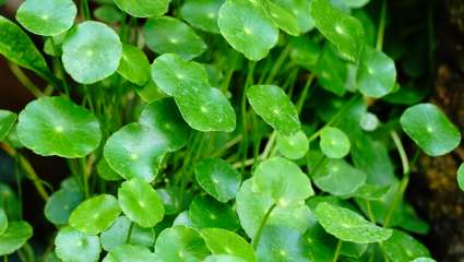 Gotu kola, esprit clair et belle peau