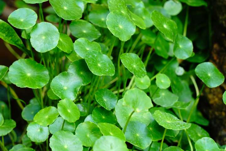 Gotu kola, esprit clair et belle peau