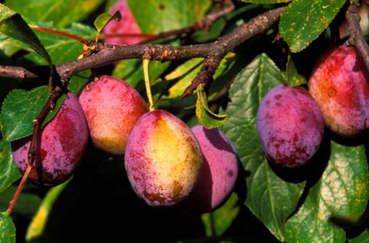 Un microbiote plus riche avec des pruneaux