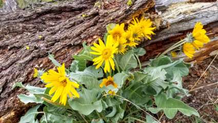 L'arnica de moins en moins présente