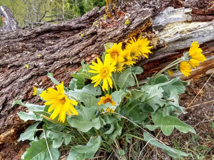 L'arnica de moins en moins présente