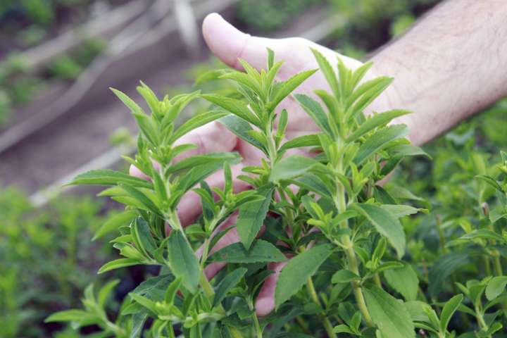 Stévia : une herbe  sacrément sucrée