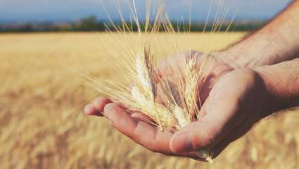 Effets néfastes du gluten