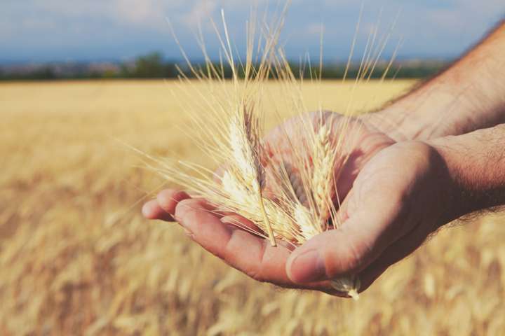 Effets néfastes du gluten