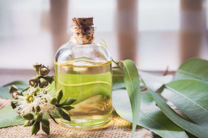 Dégager ses bronches avec l'huile essentielle d'eucalyptus