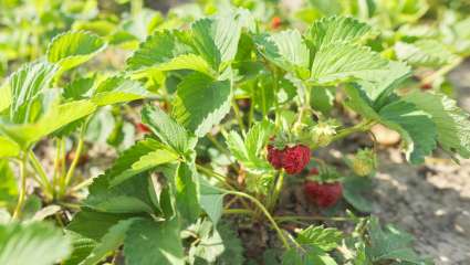 Le fraisier : vertus, recettes et culture