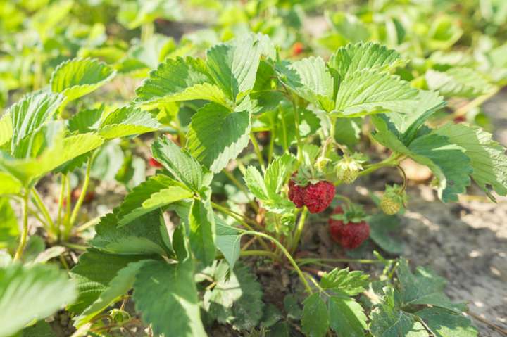 Le fraisier : vertus, recettes et culture