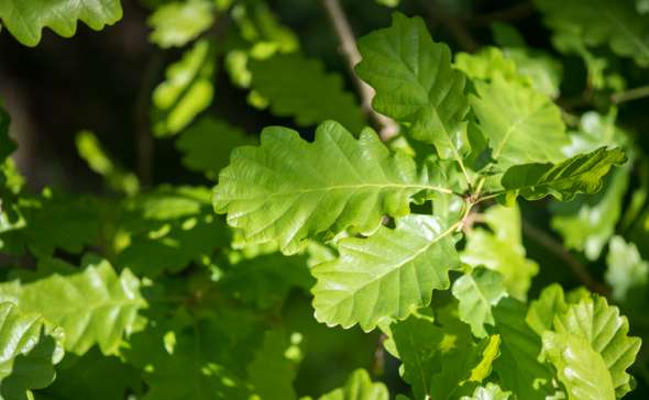 Feuilles du Chêne