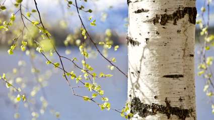 Le bouleau,  un arbre de survie