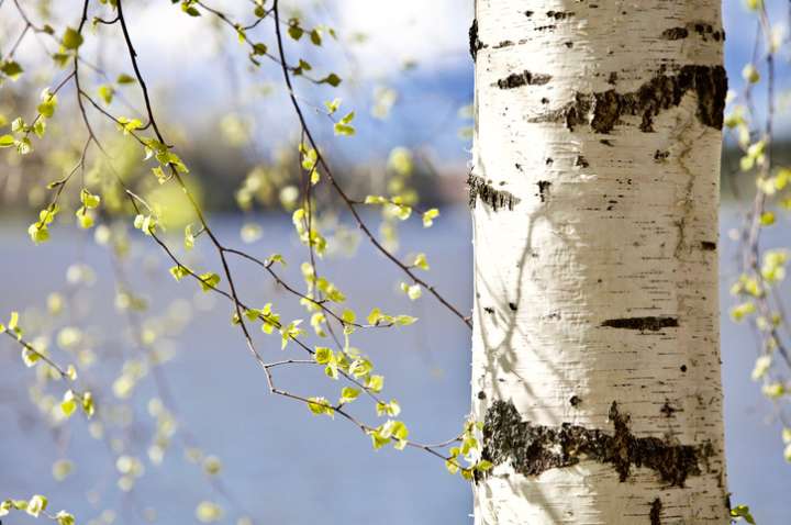 Le bouleau,  un arbre de survie