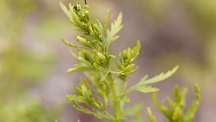 Artemisia annua