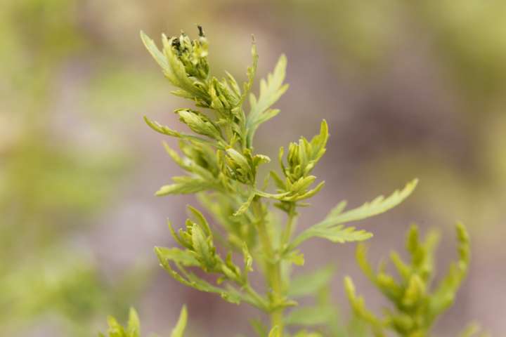 Artemisia annua