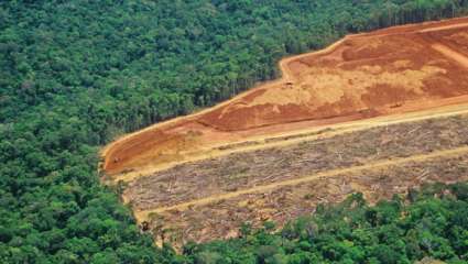 Déforestation et épidémie