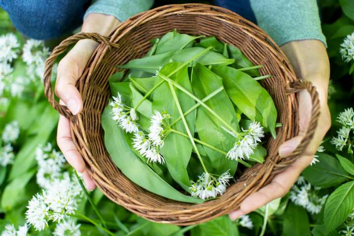 L'ail des ours (ail sauvage) - Propriétés et bienfaits- Plantes et Santé