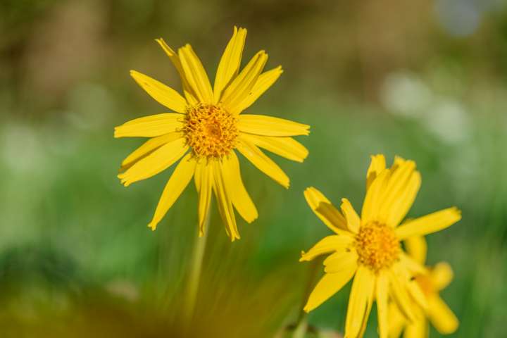 Arnica des montagnes (Arnica montana)