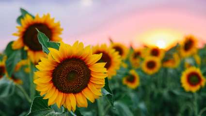 Pourquoi les tournesols regardent-ils à l'est ?