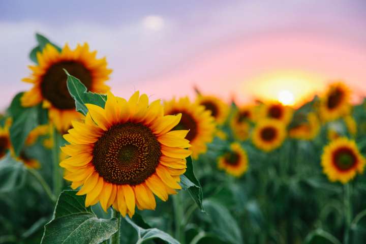 Pourquoi les tournesols regardent-ils à l'est ?