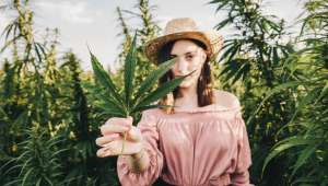 Cannabis thérapeutique : panacée du futur ?