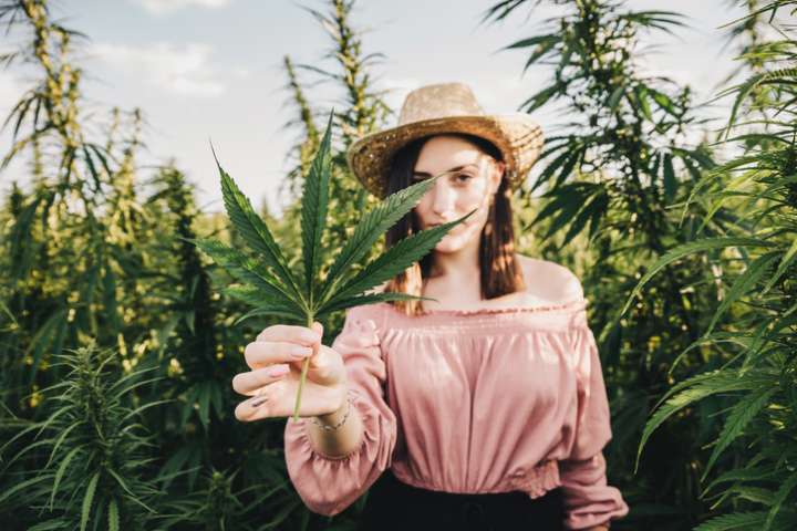 Cannabis thérapeutique : panacée du futur ?