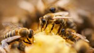 La propolis contre les ballonnements