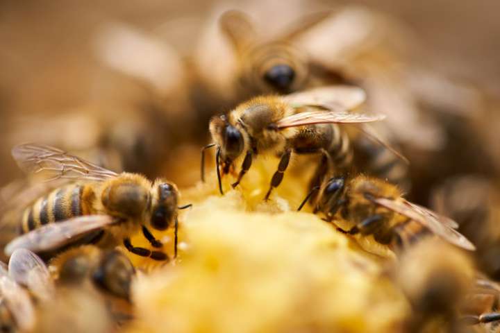 La propolis contre les ballonnements