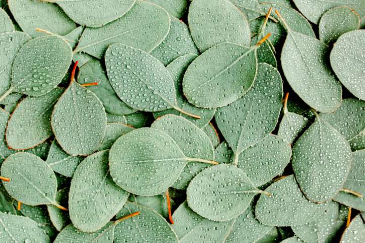 L'Eucalyptus : Un remède naturel pour les voies respiratoires