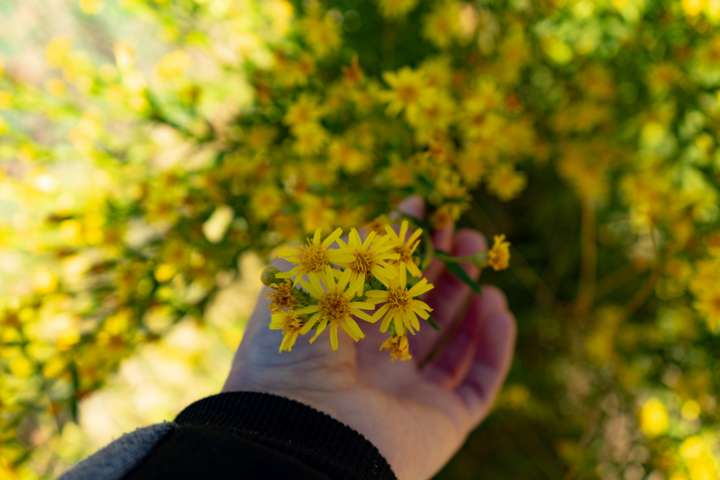 Brassica carinata pour réduire l'empreinte carbone des avions